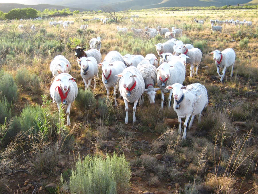 3 Bedroom Property for Sale in Joubertina Eastern Cape